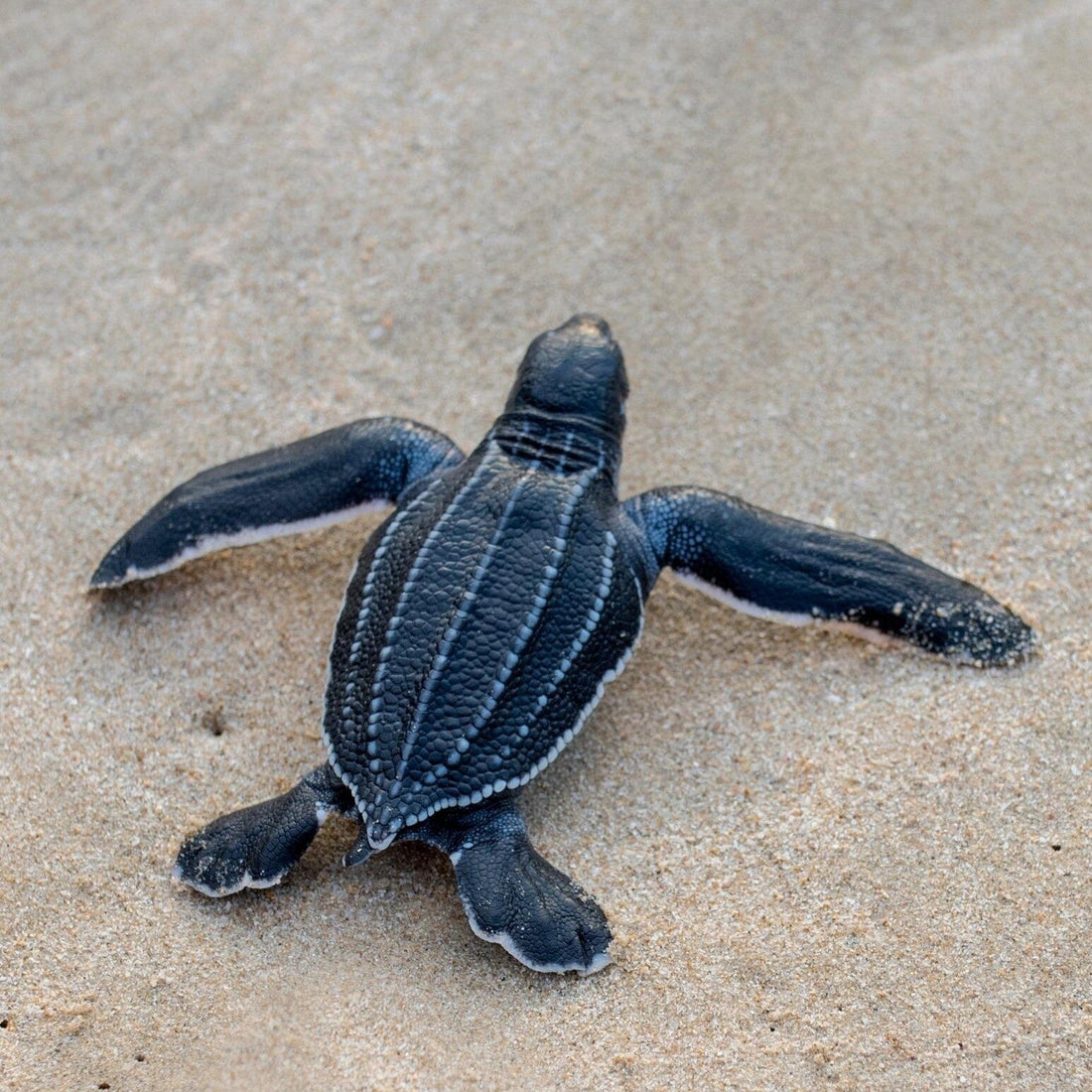 Coffret d'expédition de tortues de mer pour poupées de 18 pouces