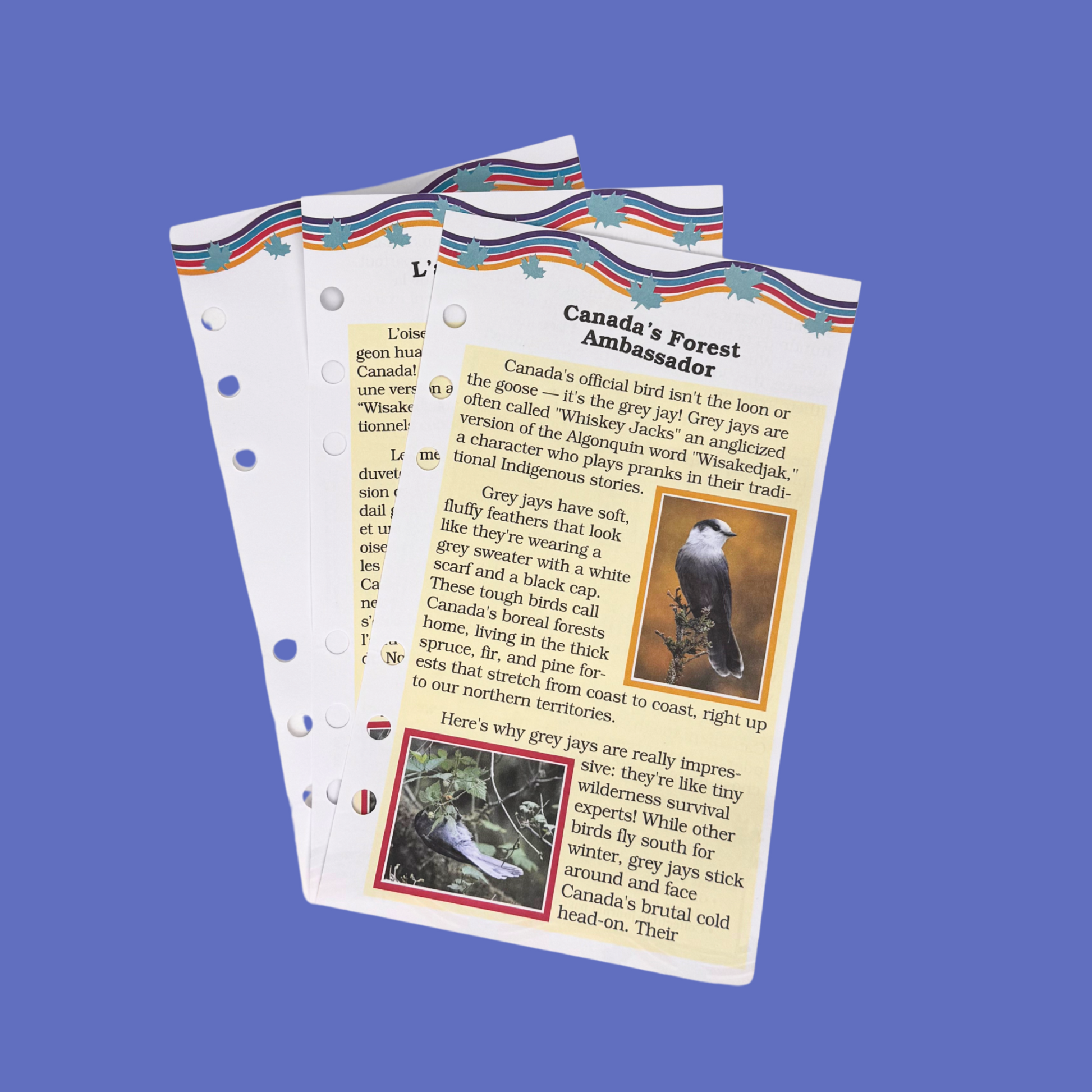 Three collectible journal pages for Maplelea's grey jay hikers for 18-inch dolls talking about Canada's grey jay bird.