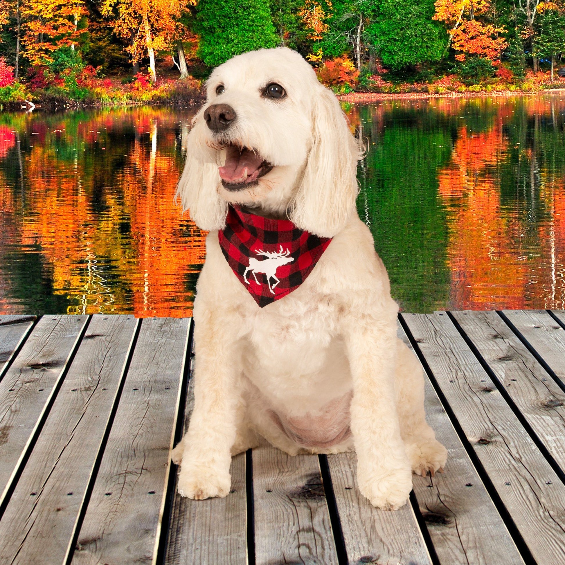red and black plaid bandada for dogs matches family pajamas